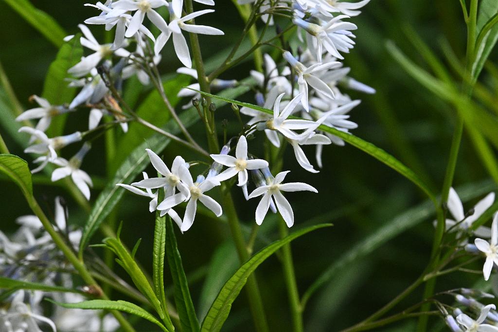 2025-06018767 Acton Arboretum, MA.JPG - Bluestars. Acton Arboretum, MA, 6-1-2025